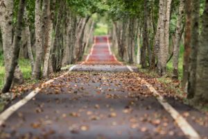 Tree lined road covered in leaves