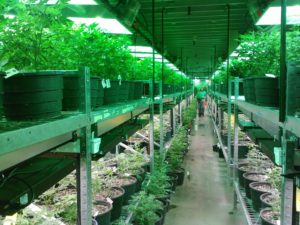 cannabis growing in greenhouse on shelves